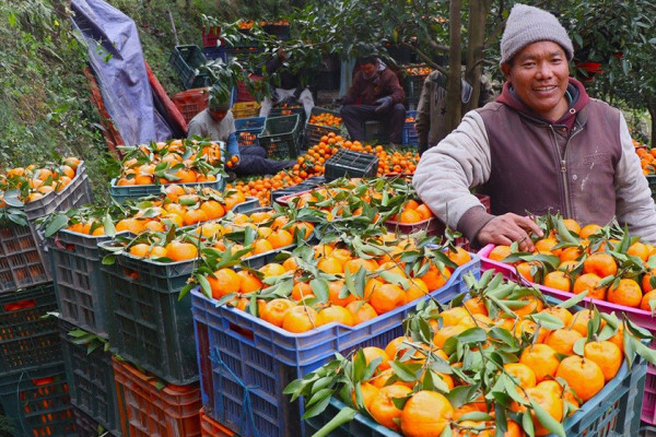 म्याग्दीको दोसल्लेमा बेचियाे झन्डै दुई करोड मूल्यको सुन्तला